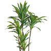Thailand Hotel decoration indoor artificial Dracaena fragrans 