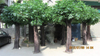 Landscape Decoration Factory Price Artificial Banyan Trees