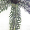 Asia Hotel Decoration Artificial Sago Cycas