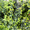 Fashion UV Fire Retardant Artificial Green Wall 