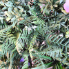 India Fireproof And UV Artificial Green Wall 