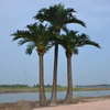 China Manufacturing Large Artificial Coconut Tree