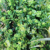 Mall Decoration Indoor Artificial Plant Wall