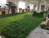 New Gardon Decoration Outdoor Artificial Green Wall 