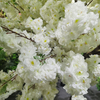 Wedding Decoration Indoor Artificial Cherry Blossom Tree 