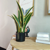 Canada Gardon Decoration Indoor Artificial Agave