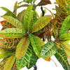 Australia Office Decoration Artificial Sprinkle The Golden Banyan 