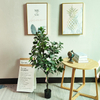 Australia Clubhouse Decoration Artificial Watercress Leaf 