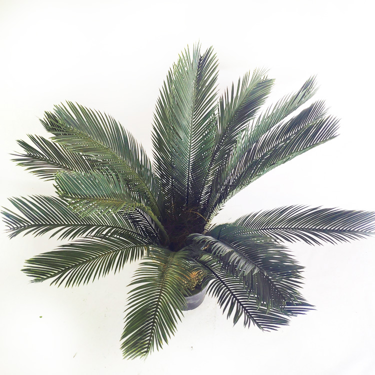 Asia Hotel Decoration Artificial Sago Cycas