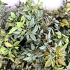 India Fireproof And UV Artificial Green Wall 
