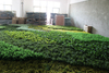 Ireland Mall Decoration Indoor Artificial Green Wall