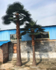 Factory Hot Sale Large Outdoor Artificial Palm Tree