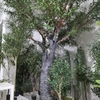Landscape decoration Fiberglass Trunk Artificial Olive Tree