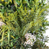 Gardon Decoration Indoor Artificial Plant Wall 