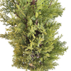 Italian Outdoor Gardon Decoration Artificial Cypress Tree