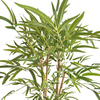 UK Office Decoration Indoor Atficial Bamboo Tree 