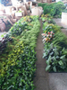 UK Office Decoration Indoor Artificial Green Wall