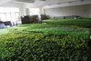 Malaysia Indoor Home Decoration Artificial Green Wall