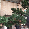 Factory Price Big Trunk Decorative Artificial Pine Trees