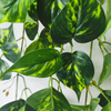 Bar Decoration Indoor Artificial Hanging Plant
