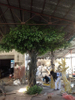 Landscape Decoration Factory Price Artificial Banyan Trees