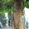 Rainforest Hotel Decoration Artificial Ficus Tree