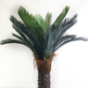 Tropical Regions of Oceania Artificial Sago Cycas