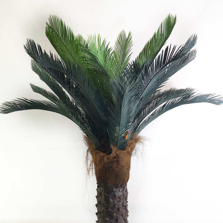 Tropical Regions of Oceania Artificial Sago Cycas