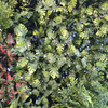 Real Estate Decoration Fireproof And UV Artificial Green Wall 