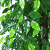 Mall Decoration Indoor Artificial Banyan Tree
