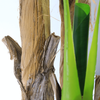 Building Decoration Indoor Artificial Banana Tree