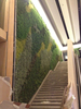 Australia Indoor Building Decoration Artificial Green Wall