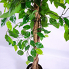 Bar Decoration Indoor Artificial Ficus Tree