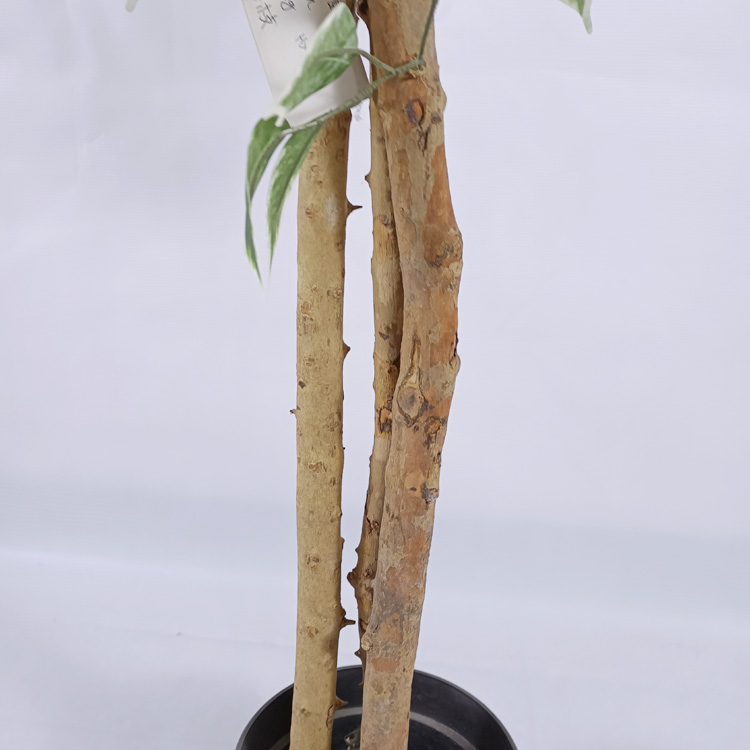 Office Decoration Indoor Artificial Ficus Tree