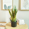 Tropical Africa Hotel Decoration Artificial Agave