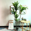 Thailand Hotel decoration indoor artificial Dracaena fragrans 