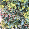 Australia Fireproof And UV Artificial Green Wall 