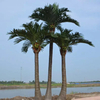 Building Decoration Outdoor Artificial Coconut Tree