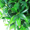 Hotel Decoration Indoor Artificial Laurel Tree