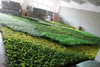 Ireland Mall Decoration Indoor Artificial Green Wall
